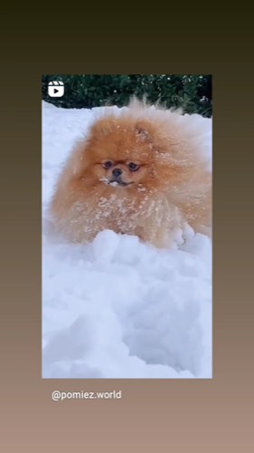 Pet grooming in bronte Oakville (The Dog House) — pet grooming in Oakville (photo 2)