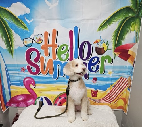 Pet grooming in bronte Oakville (The Dog House) — pet grooming in Oakville (photo 3)