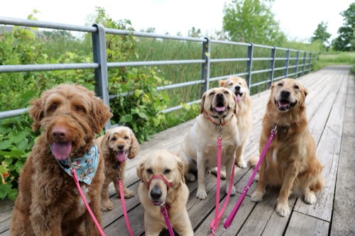 We Made Fetch Happen — dog walking & pet sitting in Burlington (photo 2)