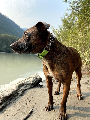 We Made Fetch Happen — dog walking & pet sitting in Burlington (photo 3)