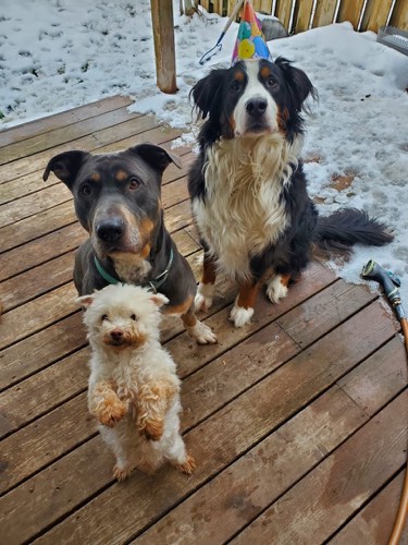 The Companion Coach — dog training in Halton Hills (photo 3)