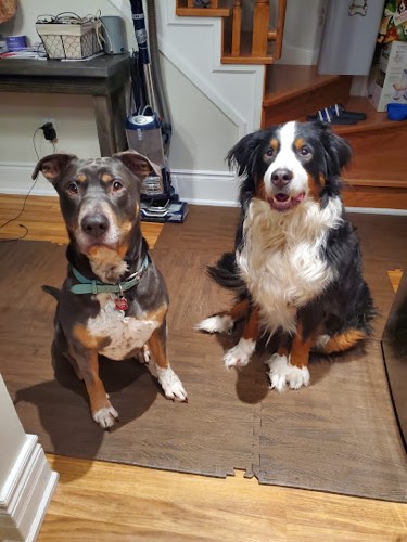 The Companion Coach — dog training in Halton Hills