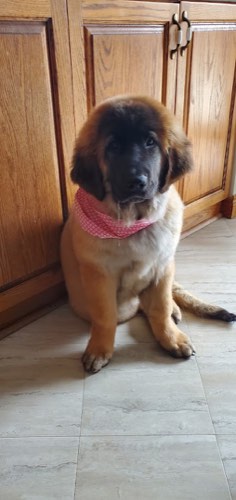 The Ark Pet Spaw & Emporium — pet grooming in Oakville (photo 3)