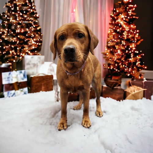 The Ark Pet Spaw & Emporium — pet grooming in Oakville