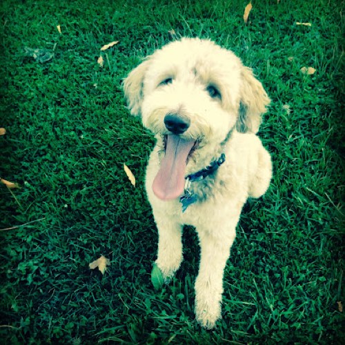 The Doodle Dog Sitter & Dog Walking Services — dog walking & pet sitting in Oakville