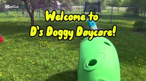 D's Doggy Daycare — pet daycare & boarding in Georgetown (photo 2)