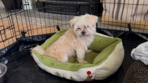 D's Doggy Daycare — pet daycare & boarding in Georgetown (photo 3)