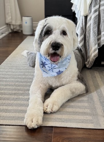 Woof Gang Bakery & Grooming Oakville Bronte Village — pet grooming in Oakville (photo 2)