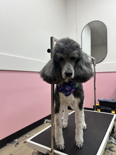 Woof Gang Bakery & Grooming Oakville Bronte Village — pet grooming in Oakville (photo 3)