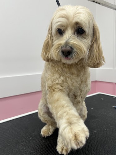 Woof Gang Bakery & Grooming Oakville Bronte Village — pet grooming in Oakville