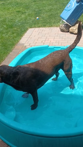 Bonez & Katnip Pet Services — dog walking & pet sitting in Burlington (photo 2)
