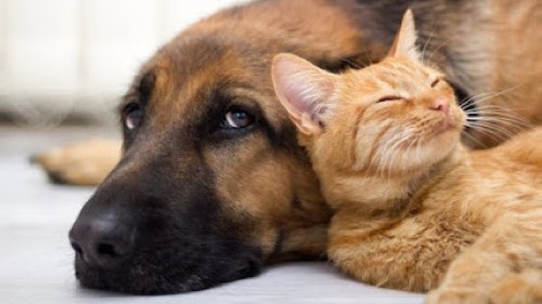 Bonez & Katnip Pet Services — dog walking & pet sitting in Burlington