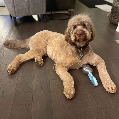 Pet Makeover — pet grooming in Milton (photo 2)