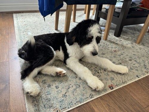 Pet Makeover — pet grooming in Milton (photo 3)