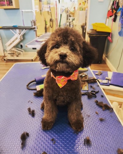 Stephanie's Pet Grooming — pet grooming in Burlington (photo 2)