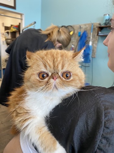 Stephanie's Pet Grooming — pet grooming in Burlington (photo 3)