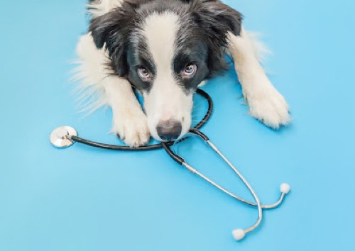 Halton Hills Veterinary Clinic — veterinary care in Georgetown