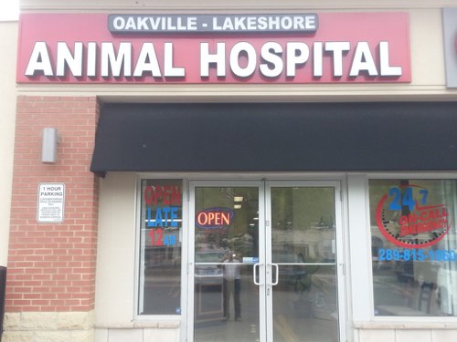 Oakville Lakeshore Animal Hospital — veterinary care in Oakville (photo 2)