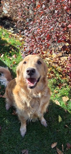 Daisy Dog Boarding — pet daycare & boarding in Milton (photo 2)