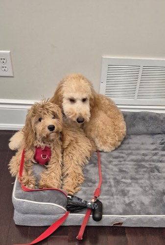 Daisy Dog Boarding — pet daycare & boarding in Milton