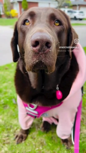 The Pet Sister Oakville — dog walking & pet sitting in Oakville (photo 2)