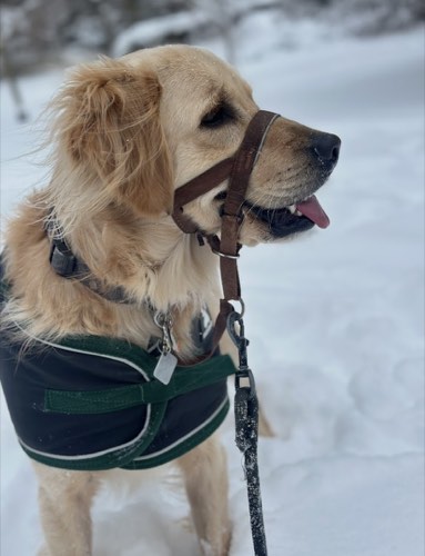 The Pet Sister Oakville — dog walking & pet sitting in Oakville (photo 3)