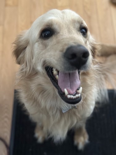 The Pet Sister Oakville — dog walking & pet sitting in Oakville