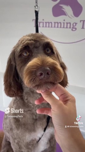 Trimming Tails — pet grooming in Burlington (photo 2)