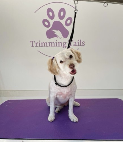 Trimming Tails — pet grooming in Burlington (photo 3)