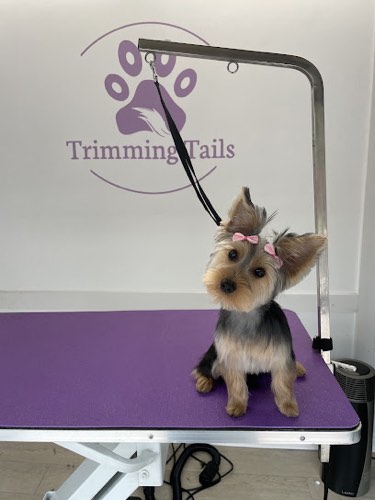 Trimming Tails — pet grooming in Burlington