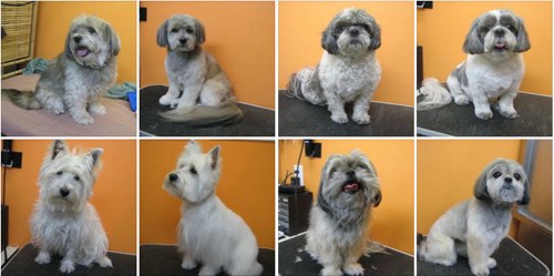 Denise's Grooming Studio — dog walking & pet sitting in Burlington (photo 2)