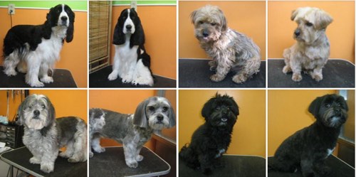 Denise's Grooming Studio — dog walking & pet sitting in Burlington (photo 3)