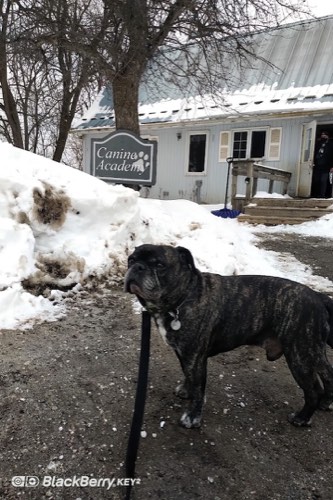 Canine Academy — dog training in Campbellville (photo 2)