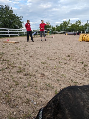 Canine Academy — dog training in Campbellville (photo 3)