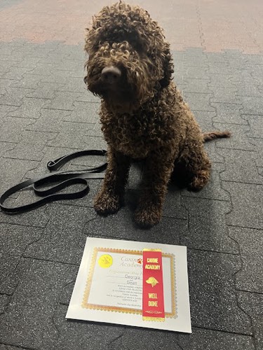 Canine Academy — dog training in Campbellville