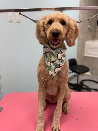 A Dog's Destiny — pet grooming in Burlington (photo 2)