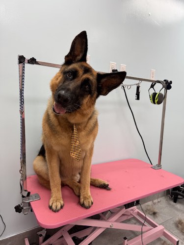 A Dog's Destiny — pet grooming in Burlington
