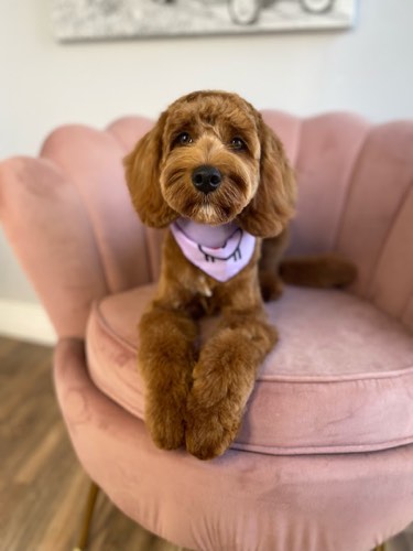 Goochie Poochie Grooming — pet grooming in Burlington (photo 2)