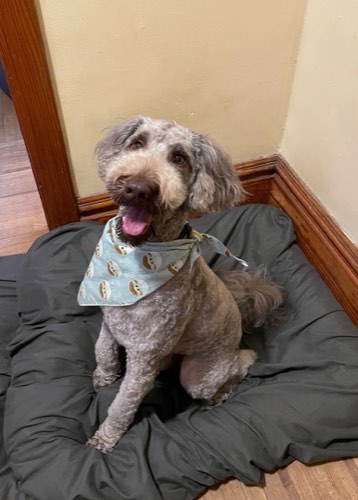 Goochie Poochie Grooming — pet grooming in Burlington (photo 3)