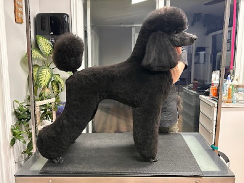 Goochie Poochie Grooming — pet grooming in Burlington