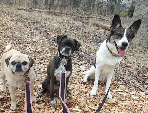 Daily Dog Duties — dog walking & pet sitting in Burlington