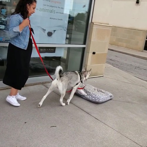 We Let The Dogs Out — dog training in Milton (photo 2)