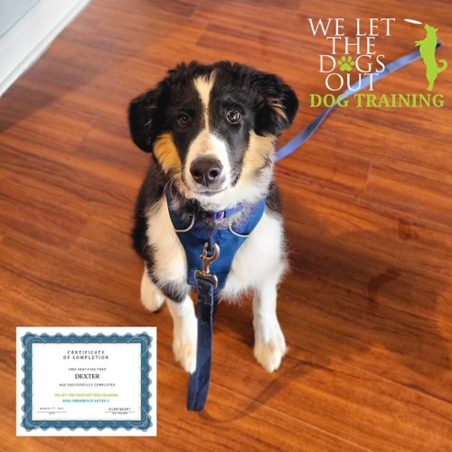 We Let The Dogs Out — dog training in Milton (photo 3)
