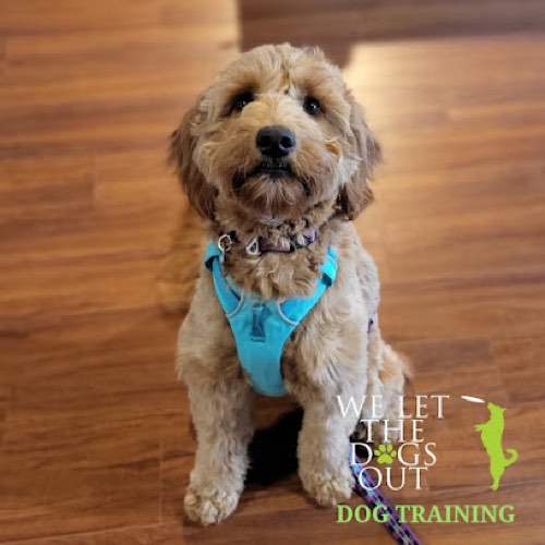 We Let The Dogs Out — dog training in Milton