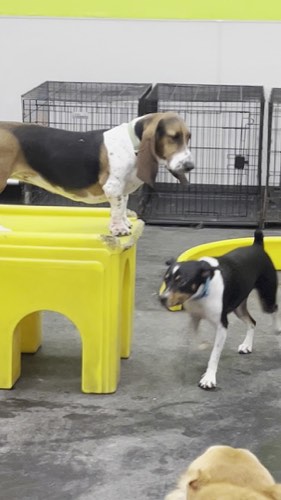 Dogtopia of Burlington — pet grooming in Burlington (photo 2)