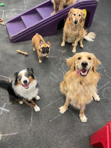Dogtopia of Burlington — pet grooming in Burlington (photo 3)
