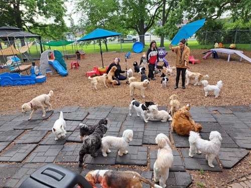 Furry Friends Doggie Daycare & Spaw — pet grooming in Burlington (photo 2)