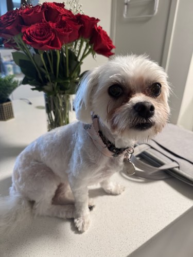 Furry Friends Doggie Daycare & Spaw — pet grooming in Burlington (photo 3)