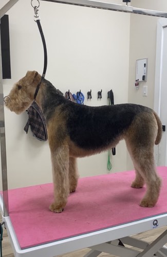 Aura Pet Salon and Spaw — pet grooming in Oakville (photo 2)