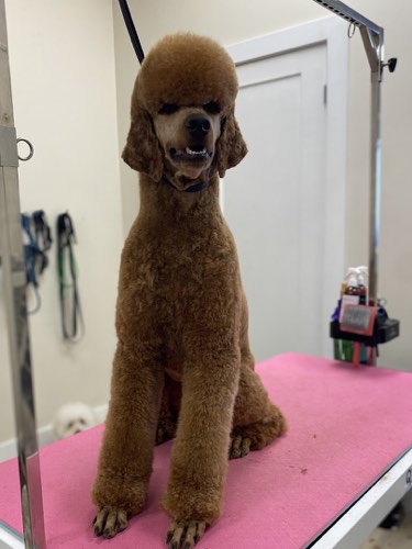 Aura Pet Salon and Spaw — pet grooming in Oakville (photo 3)